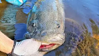 Green Machines | Hunting Australia's Largest Freshwater Fish! (2-Day Adventure)