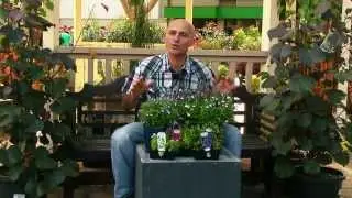 Flower Of The Week - Lobelia