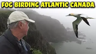 A WEEK of FOG BIRDING on Grand Manan Island - Atlantic Canada