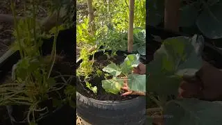 Цветочная клумба из автомобильной шины #сад #местодляроста #выращиваниеовощей #выращивайсвоюеду