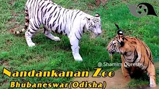 Nandankanan Zoo Tour, Bhubaneswar, Odisha - Odisha Ahead