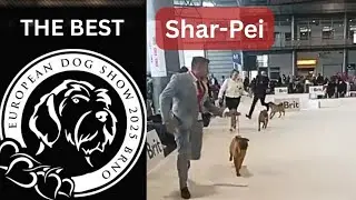 Shar-Pei breed at European Dog Show 2025, Czech Republic
