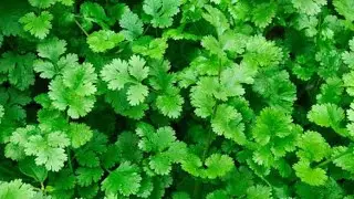 How to grow vegetable coriander plant winter grow 😋😋#धनियाका बीज