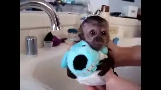 Bebe Mono Ba&ntilde;&aacute;ndose con su oso de peluche Muy adorable
