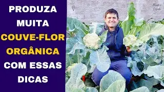 DEZ DICAS para PRODUZIR muita COUVE-FLOR org&acirc;nica na horta de casa. Do PLANTIO a COLHEITA (Ep212)