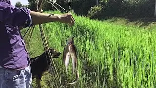 Amazing Net Fishing At Battambang Province | Khmer Cast Net Fishing | Khmer Traditional Fishing #4