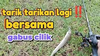 TARIK TARIKAN ‼️ PERLAWANAN MELAWAN GABUS CILIK.