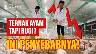 MENGURANGI RESIKO KERUGIAN BETERNAK AYAM BROILER | CHICKINPEDIA