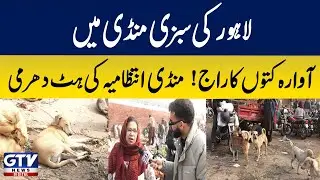 Stray dogs rule Lahore's vegetable market! Market management's stubbornness