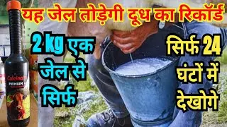 calcinate Premium Gel- Dudh badhane vali gel - यह जेल बढ़ाएगी 24 घंटे में दूध कैसे ? 