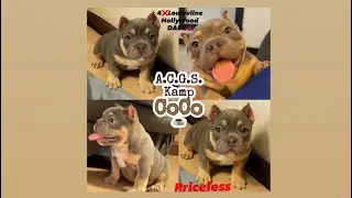 Another Breeding Cycle Begins(Who Got Tha Juice We Got Tha JUICE)#americanbully #cutedog #puppy 