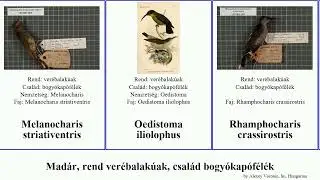 Mad&aacute;r, rend ver&eacute;balak&uacute;ak, csal&aacute;d bogy&oacute;kap&oacute;f&eacute;l&eacute;k bird fekete Melanocharitidae crassirostris Hickory