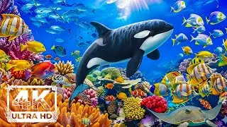 Ocean 4K  🌊  Stunning Sea Life & Coral Reefs and Relaxing Piano Music