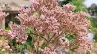 pye weed and the bumbles