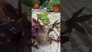 Purple leaf sweet potato Vine 😻 