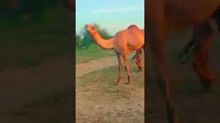camel running #viral #camel #youtubeshorts #animal #wildcamel