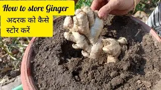 Kitchen hacks: How to store ginger in fridge/without fridge| अदरक को कैसे स्टोरकरें| #renukazcooking
