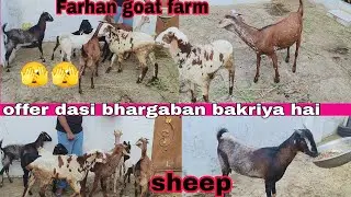 Farhan goat farm per offer ke dasi bakriya our Bakre hai available sheep available in Hyderabad 