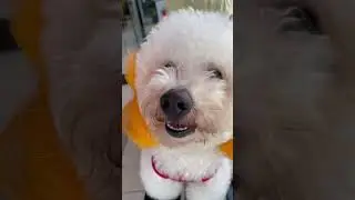 My favorite little customer #dog #poodle #followme #food #camera #pet #saigon