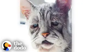 Сердитый старый кот просто хочет играть как котенок | The Dodo