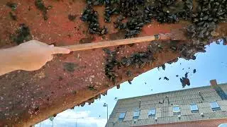 Scraping the hull of Ophelia