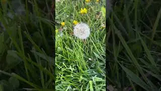 Dandelion: A single plant can produce over 5,000 seeds a year, traveling up to 5 miles from origin.