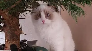 はじめての雪と、小さなチノのクリスマス大はしゃぎ 〜3匹のデグーのお友だちともっと仲良く〜