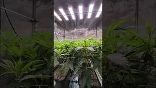 Tag 3 nach der Umstellung - Glitterbomb - Apples & Bananas - Compound Genetics