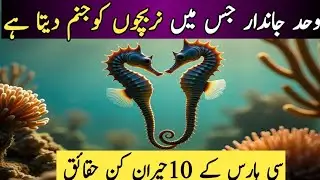 The Most Unique Fish in the OceanHybrid: Seahorse Facts in Urdu/Hindi