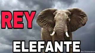 REY ELEFANTE, DOCUMENTAL