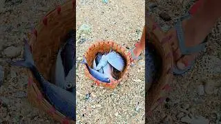 Hunting and catching semarfish, banjar mackerel #shorts #viralvideo #viralshorts