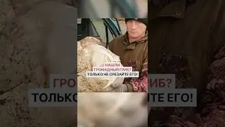 Нашли громадный гриб? Только не срезайте его!
