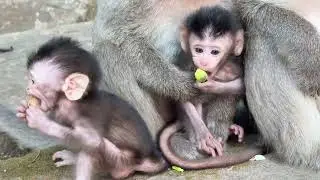 Baby monkey Bessie coming up with wrong mom