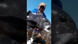 POENSKOP created CHAOS!! #shorts #rockandsurf #monsterfish