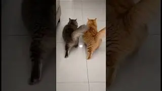 Wait... did my cat just CLEAN the house?! 😱🧼 萬能的貓咪....其實是聰明的主人  #cat #cute#貓 #創意