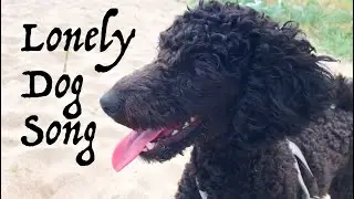 Lonely Dog Song