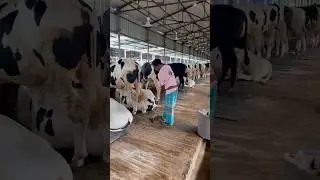 A shepherd is cleaning up cow dung on a farm #hardwork #farming #farmlife #shortsviral #shorts