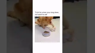 When your dog doesn't want to eat #shots #pets #dogs #funny