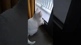 Window skippity paps