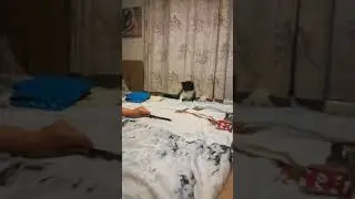 action Kitty making tactical  retreat