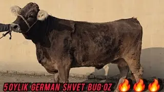  GERMAN SHVET 5 OYLIK BUGʻOZ JUDA ARZON NARHDA  10-yanvar, 2026