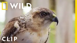 Glove training Maka'io, a Hawaiian hawk | Extraordinary Birder with Christian Cooper