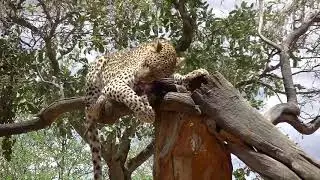 Namibia - AfriCat - lamparty i gepardy