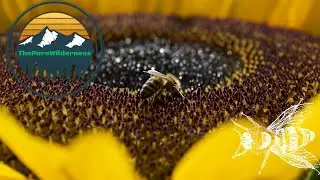 Honey Bees the Powerful Pollinators!