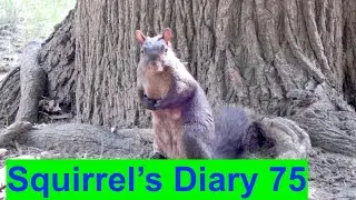 Observing Squirrel's Daily Life Activities and Behaviours. Squirrel's Diary 75