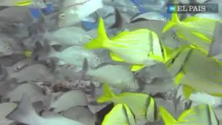 Nadando con el tiburón toro en la playa del Carmen, en México