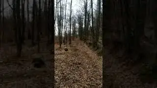 Постійна життєва Lepus lepus L.
