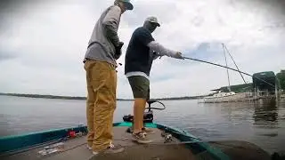 Big bass eats hinkle Shad glide bait cast2catch Swimbait fishing!!