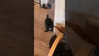 Транскот 🐱#webm #приколы #юмор #мем #коты #B&eacute;cane #Yam&ecirc; #shorts #cat