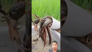 wow 😲 Really amazing Unique fishing technique with plastic pipe